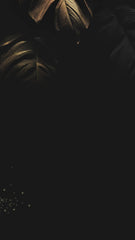 Seductive Oud Body Wash